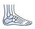 Foot