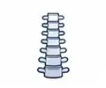Spine