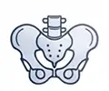 pelvis